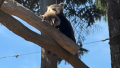 Panda červená přivedla na svět dvě mláďata!