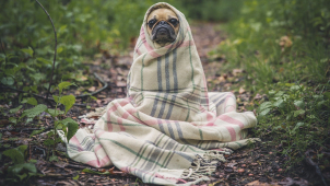 V Olomouci budou platit stejná pravidla pro všechny psy