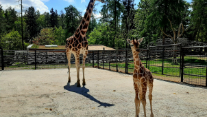 Neodpalujte ohňostroje v blízkosti zoo, prosí pracovníci zahrady