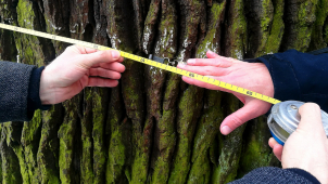 Dub Král je v dobré kondici, kontrolovat ho byl i primátor Žbánek