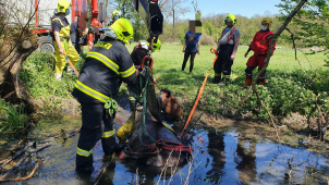 Kůň uvízl u Mladče na Olomoucku v potoce, ven mu pomáhali hasiči