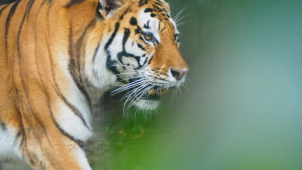 Olomoucká zoo bude mít otevřeno i na Štědrý den