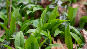 V lesích kolem Olomouce voní medvědí česnek