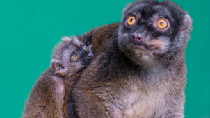 Na Madagaskaru by šli do guláše, u nás jsou lemuři oblíbenci