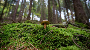 Pátrání po ztraceném houbaři na Prostějovsku skončilo šťastně