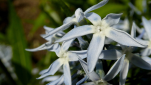 Olomoucké parky rozkvetly