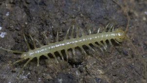 Vědci zjistili, že  se některé stonožky potápí za potravou