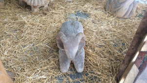 Ovce z betlému se zatoulala do olomouckých ulic