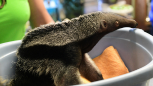 Zoo má otevřeno a zítra se připojí i dětská hřiště a Rozárium