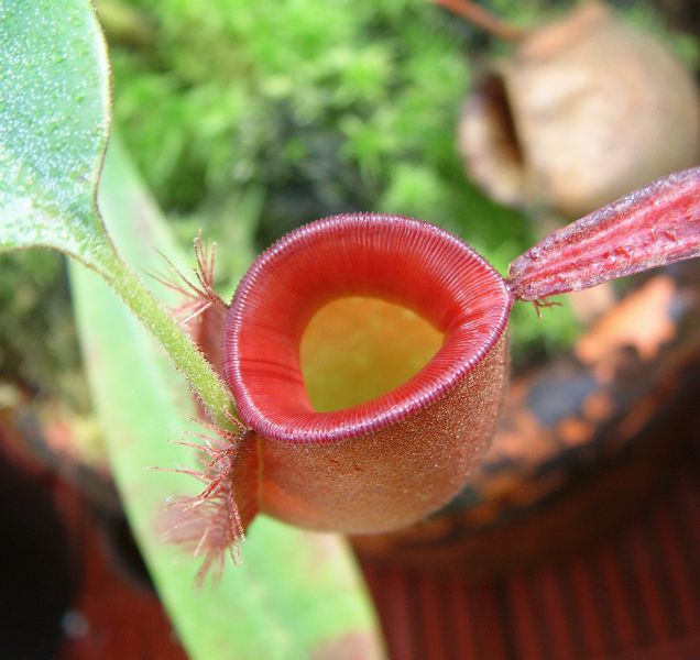 Flora otevírá skleníky, ukáže masožravky