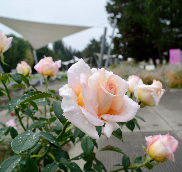 V Rozáriu chystají Vyznání růžím