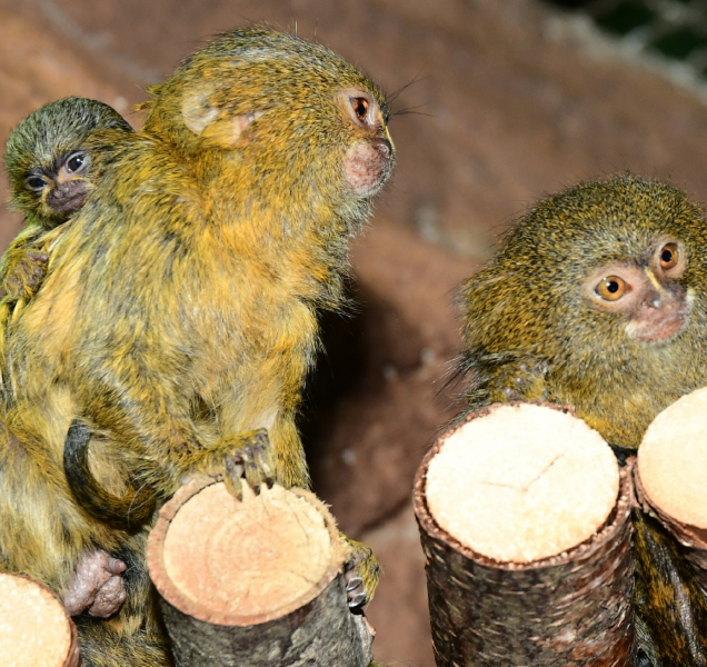 V Zoo Olomouc se narodila dvojčata nejmenších opic na světě