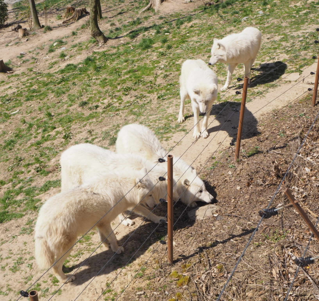 Olomoucká zoo otevřela venkovní expozice