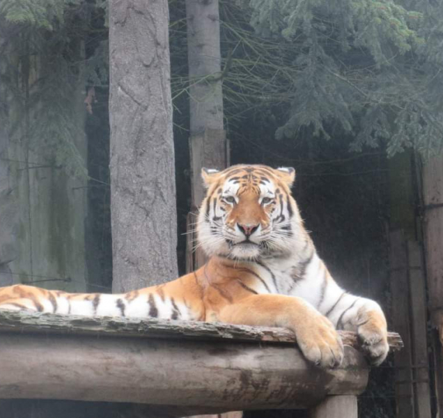 Chystáte se o víkendu do zoo? Podívejte se, jak vypadal minulý