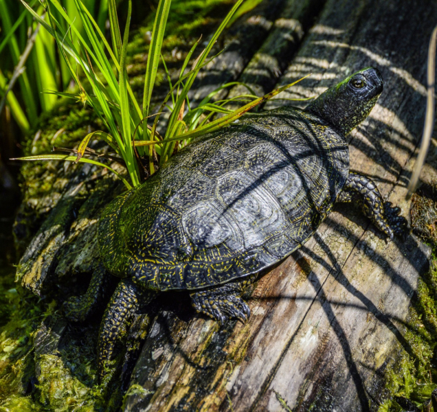 Rybář na Hamrysu vylovil želvu, na svobodu jí pomáhali strážníci