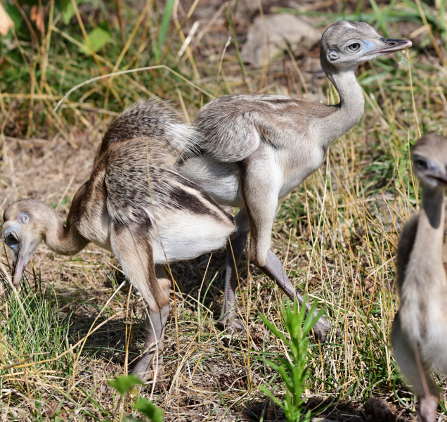 Nandu v olomoucké zoologické zahradě má další mláďata