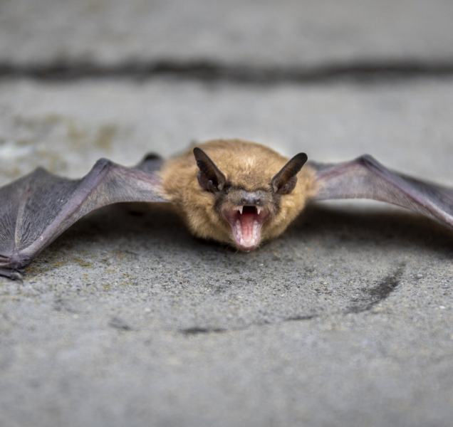 Poplach v černovírské hasičárně spustil netopýr