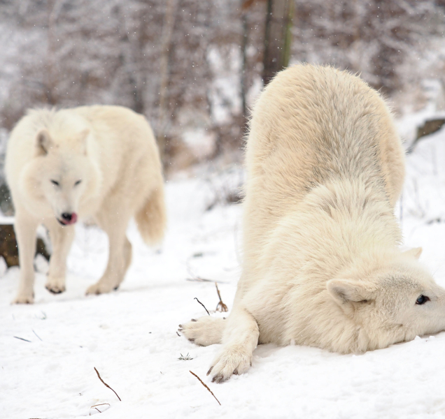 Sníh už zasypal i olomouckou zoo