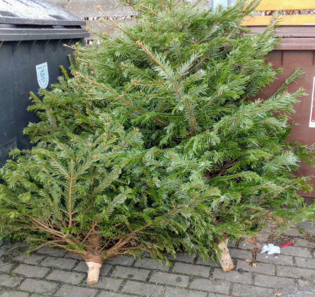 Kam s vánočními stromečky? Hlavně ne do gastroodpadu a do lesa