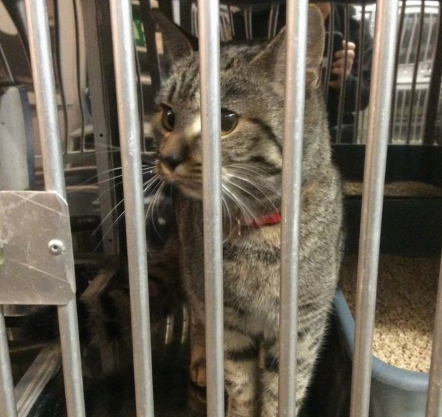 Kočka skončila na služebně olomouckých strážníků