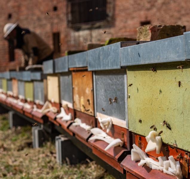 Med z fortu Tafelberg v areálu FN Olomouc