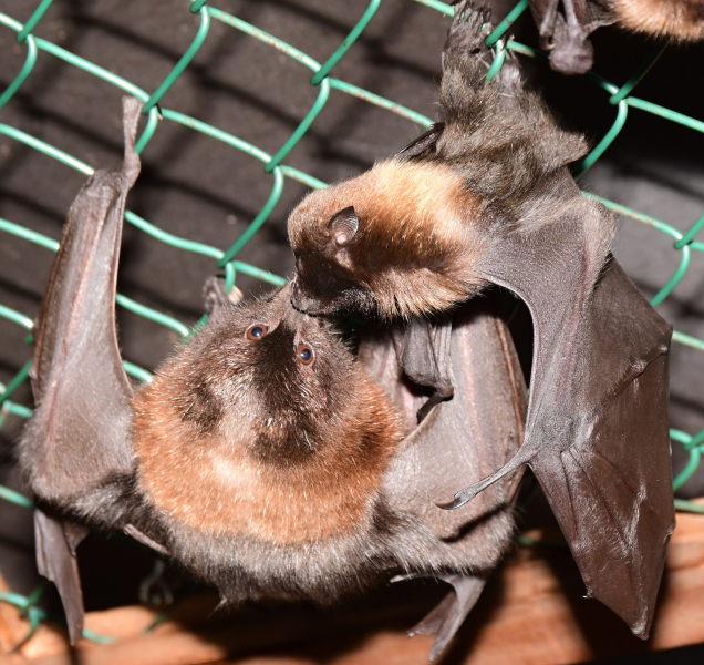 V pavilonu netopýrů to žije mláďaty
