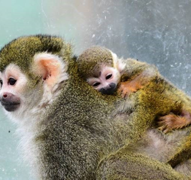 Opici, která používá ocas místo utěrky, se v olomoucké zoo daří