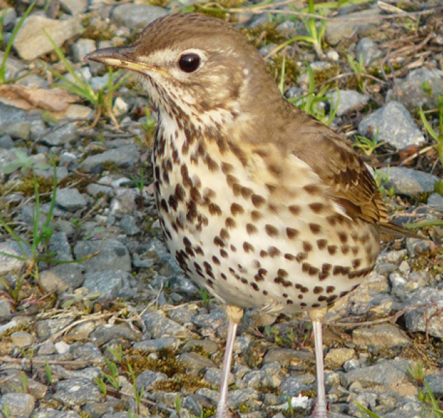 Už je to tady. Jaro přilétá se špačky, skřivany a s čejkami i na střední Moravu
