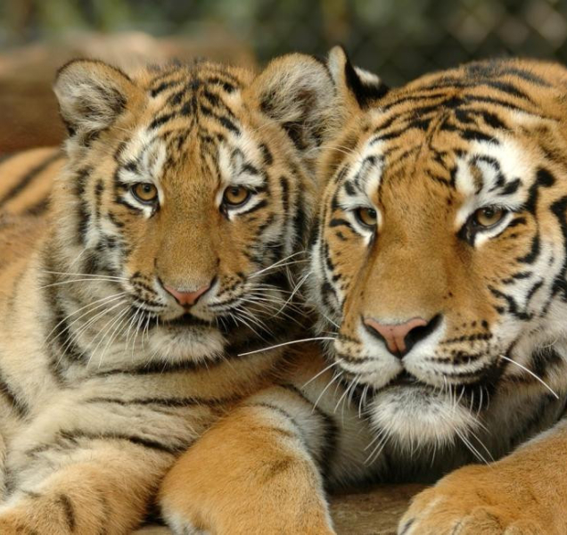 Krmení v zoo: někomu sena, jiný exotické ovoce či mořské plody