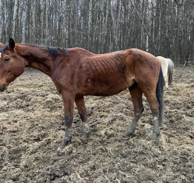 Podvyživení a nemocní koně v Jeseníkách. Musela přijet policie i veterináři