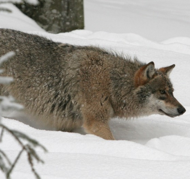 V Jeseníkách žijí nejméně dva vlčí páry, ukázal průzkum