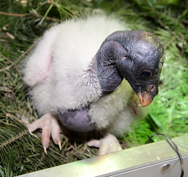 Tři dny kondora. Zoo má po 14 letech mládě z inkubátoru.
