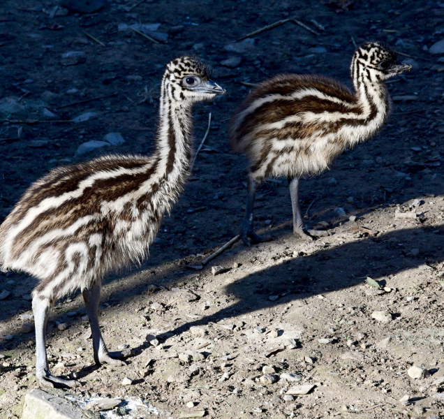 Samec pštrosa vyseděl devět mláďat. Nejedl a nepil