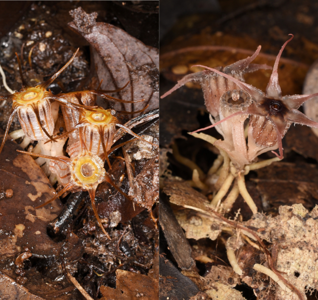 Botanici z Olomouce objevili na Borneu dva nové druhy rostlin