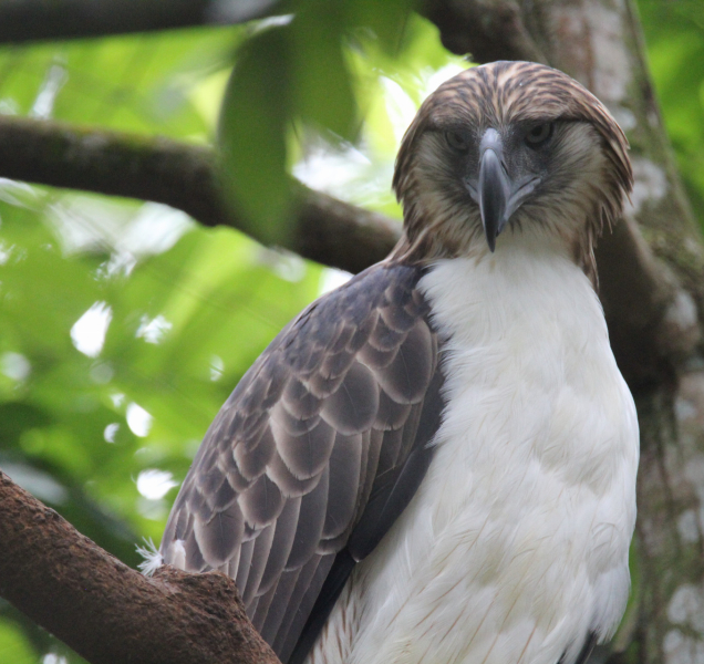 Zoo Olomouc pomohla na Filipínách se záchranou orla opičího