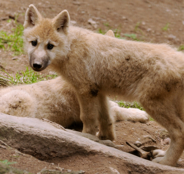 V ZOO se narodili vlčata, už víme, jsou tři