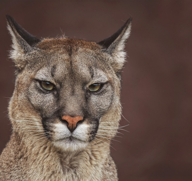 Puma je u Kroměříže. Kam bude pokračovat?