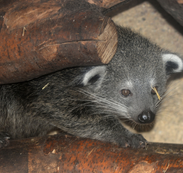 Největší cibetkovité šelmy v olomoucké ZOO mají mláďata