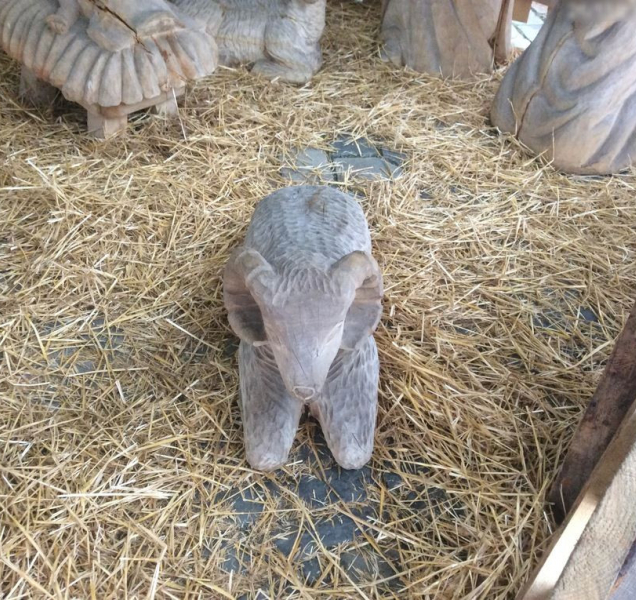 Ovce z betlému se zatoulala do olomouckých ulic