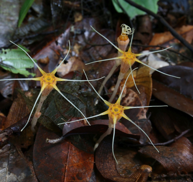 Olomoučtí vědci objevili dva nové druhy hvězdnatek
