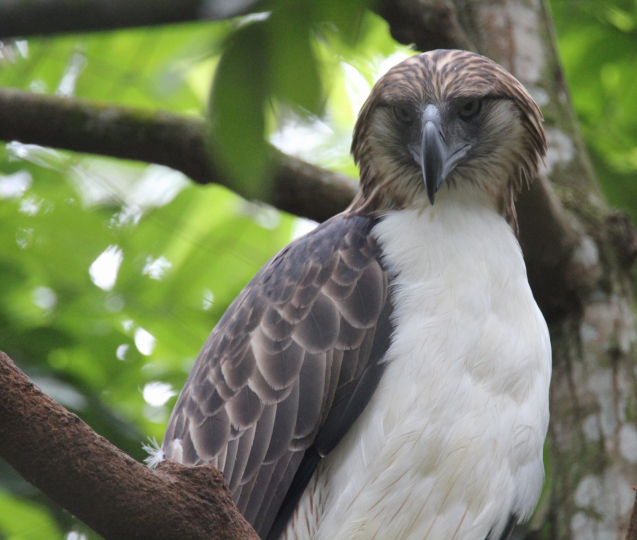 Zoo Olomouc pomohla na Filipínách se záchranou orla opičího