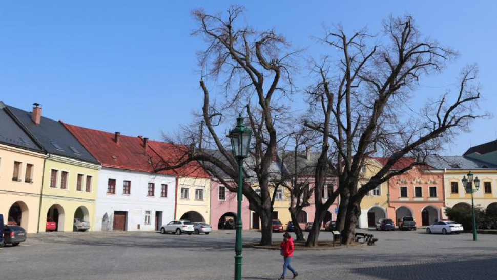 Staleté lípy v Přerově mají poslední šanci. Znalec: Pokácet! Ale radní ještě nechtějí