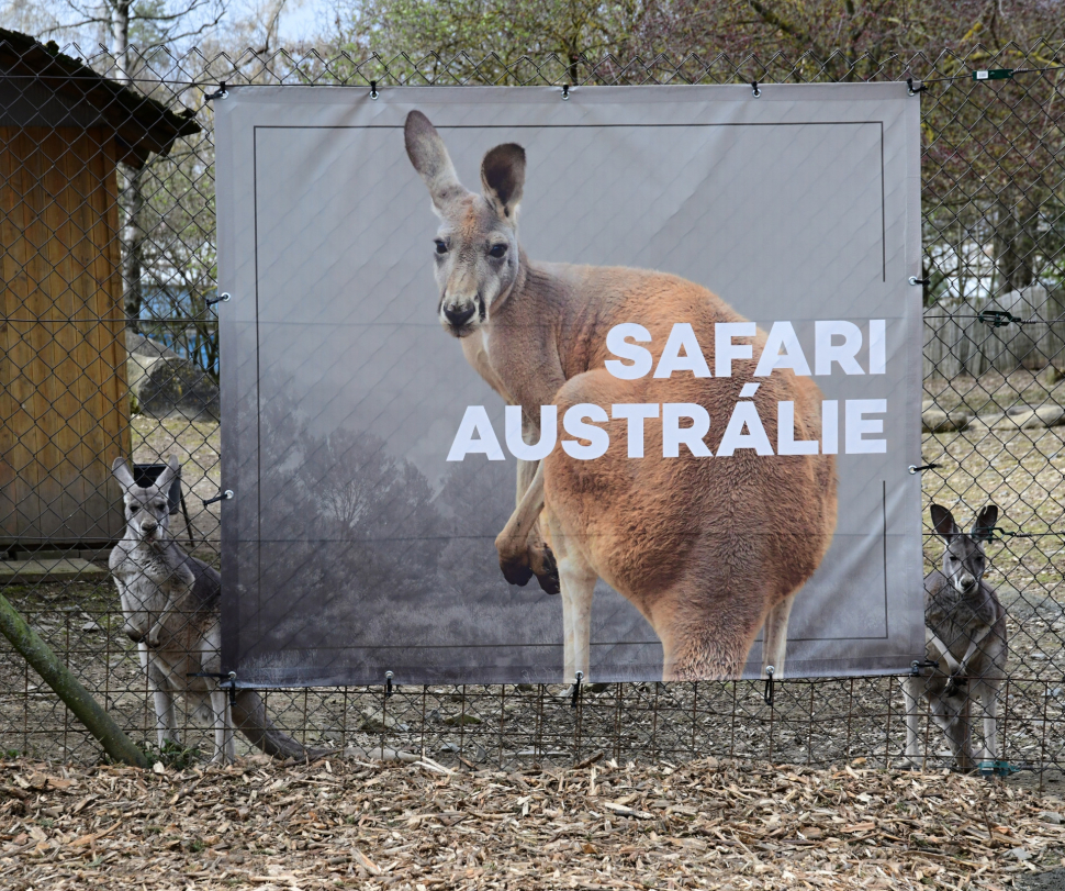Klokani a sobi zvou do nejnovějších částí safari v Zoo Olomouc