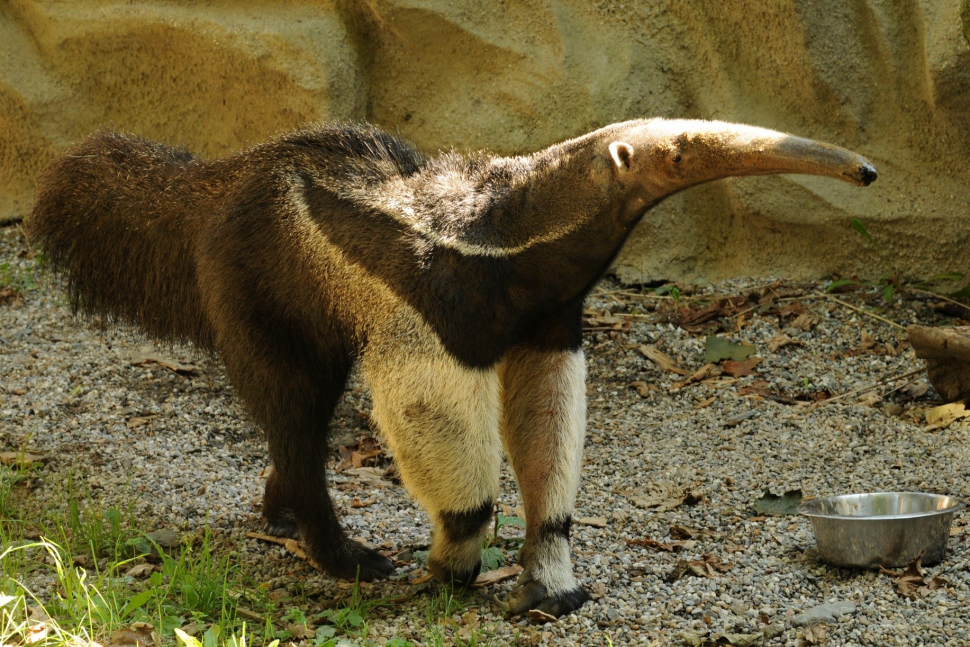 Zemřel Sylvin, zakladatel dynastie mravenečníků v olomoucké zoo