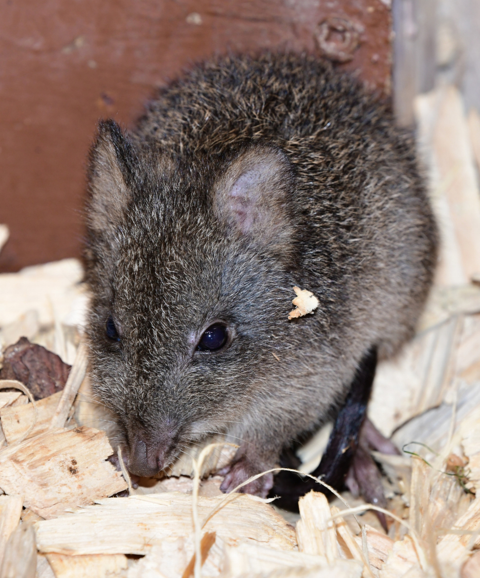 Prapředci klokanů vyvedli v olomoucké zoo mládě