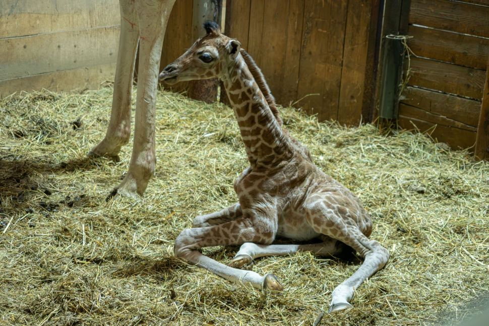 V olomoucké zoo se narodilo mládě žirafy