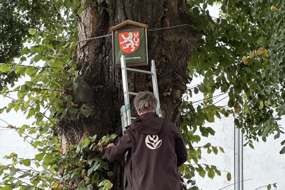 Olomouc označila památné stromy