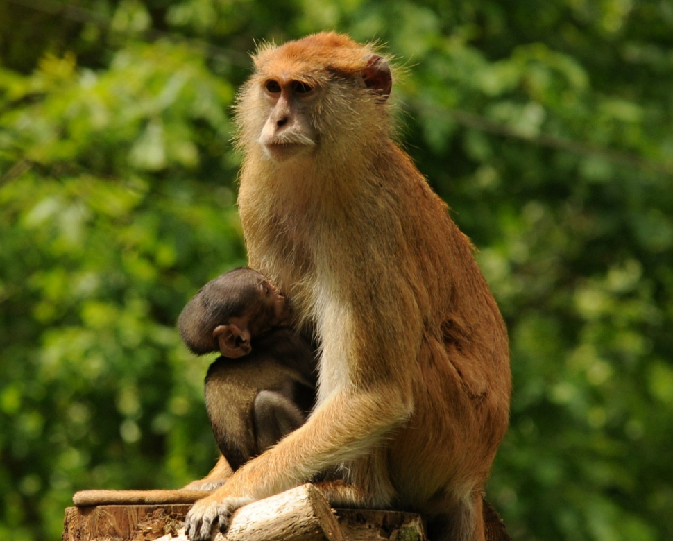 V olomoucké Zoo se narodil kočkodan